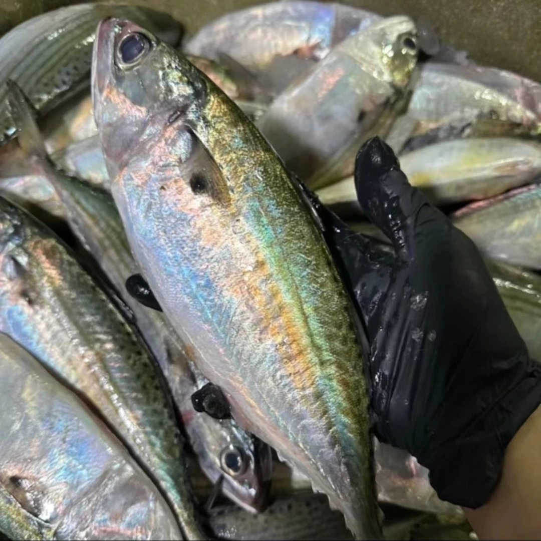 白面鱼 汕尾本港野生海鱼 当天现抓 肉质细腻无小刺 鲜甜可口