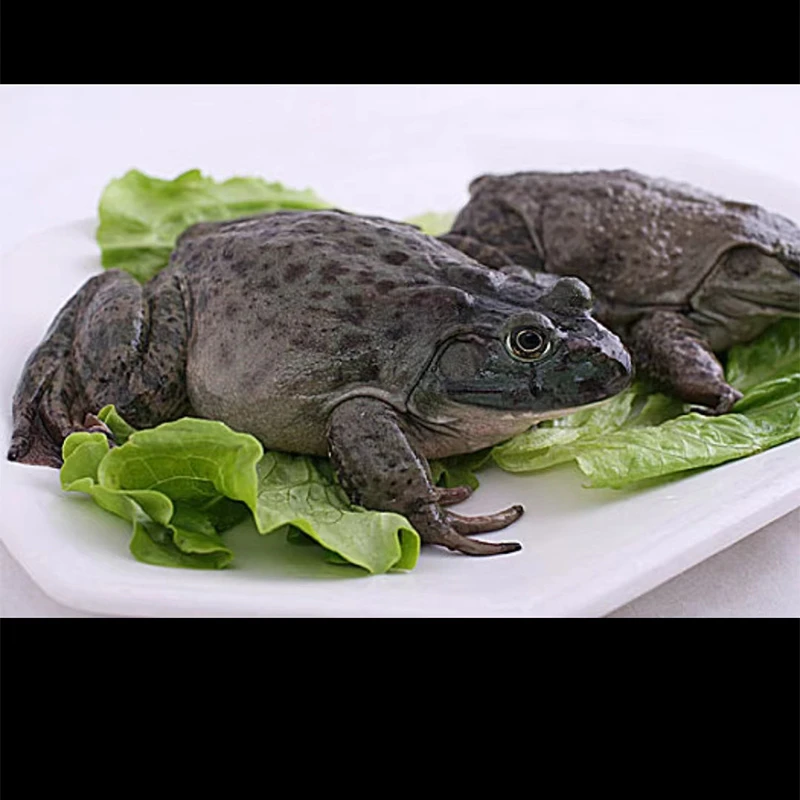 鲜活牛蛙1kg 好吃不贵