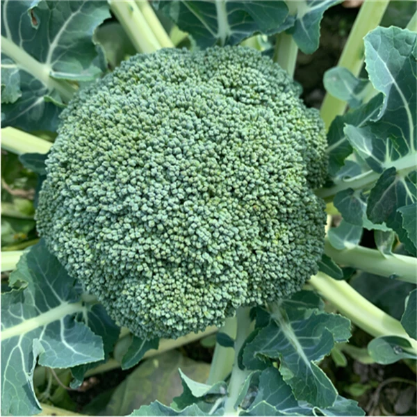 新鲜【农家】西兰花350g