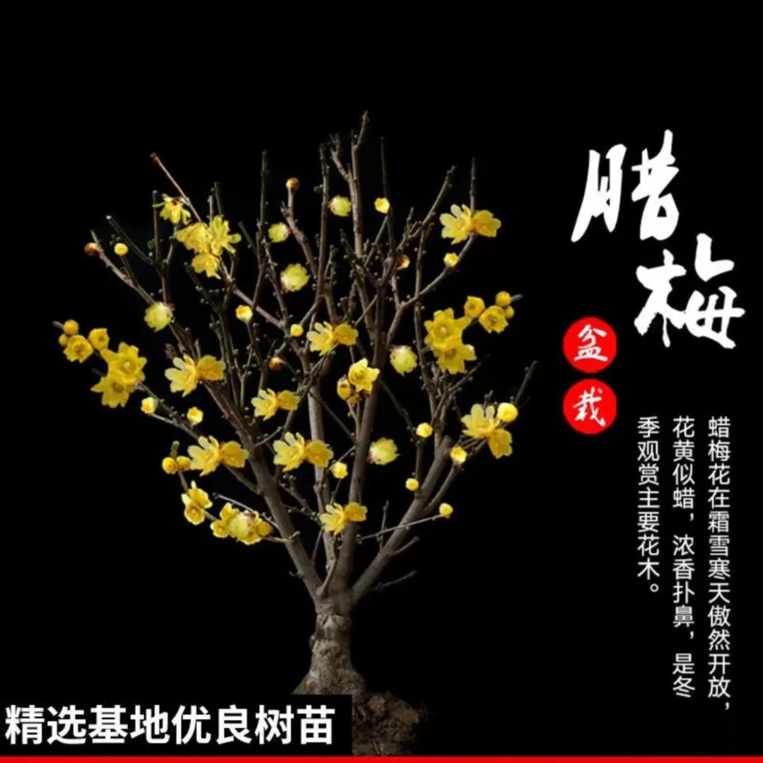 素心腊梅耐寒浓香型庭院盆栽植物