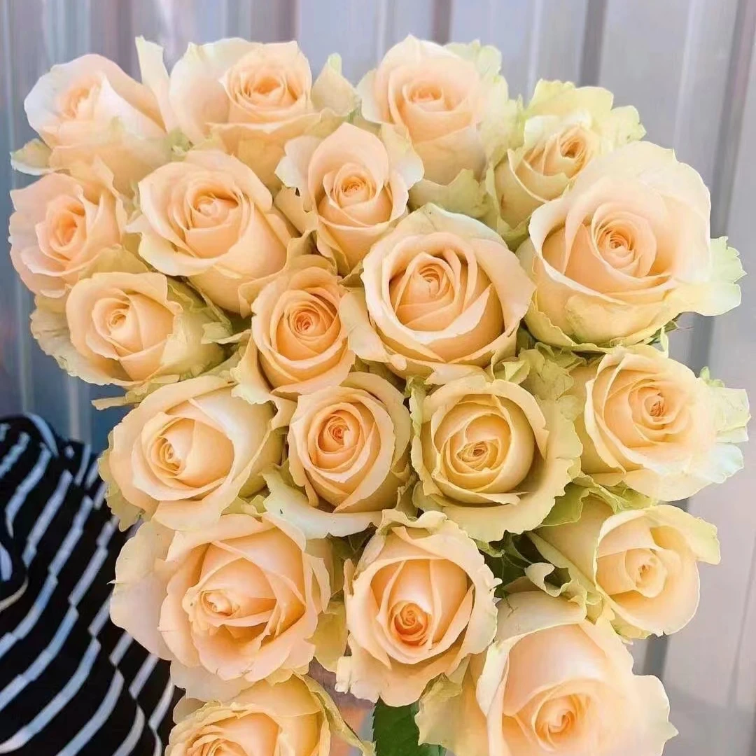 2单包邮基地有夹枝、不满需付1个运费，云南家用玫瑰鲜花