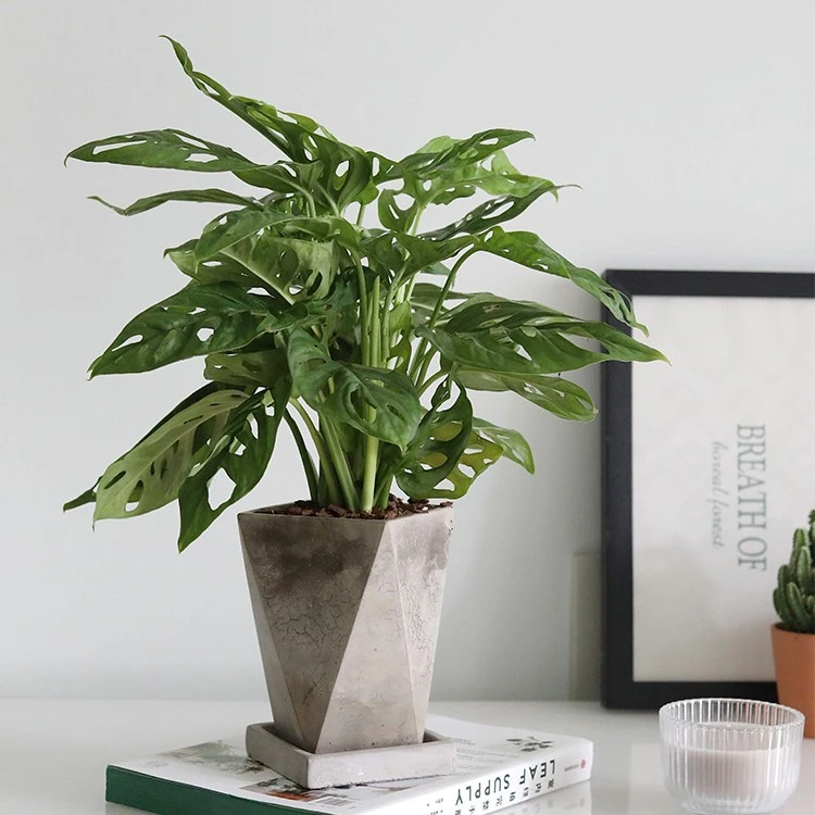 米歇尔仙洞龟背竹 花卉绿植盆栽植物