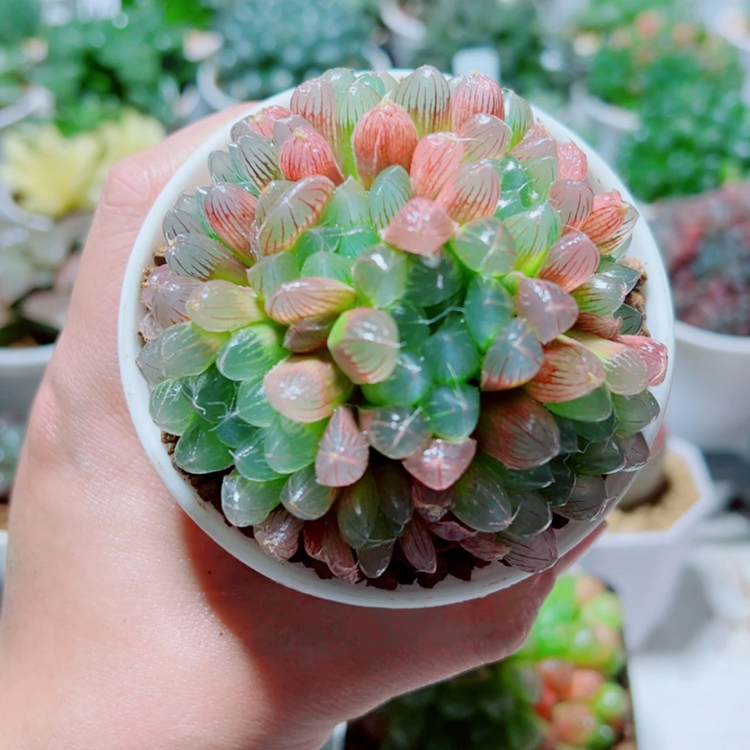 【闪购商品】手捧花彩虹玉露