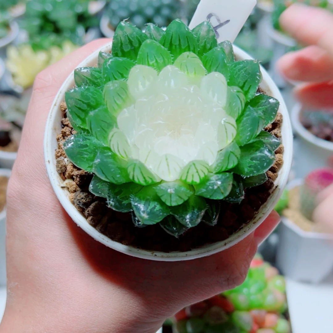 【闪购商品】宝莲灯