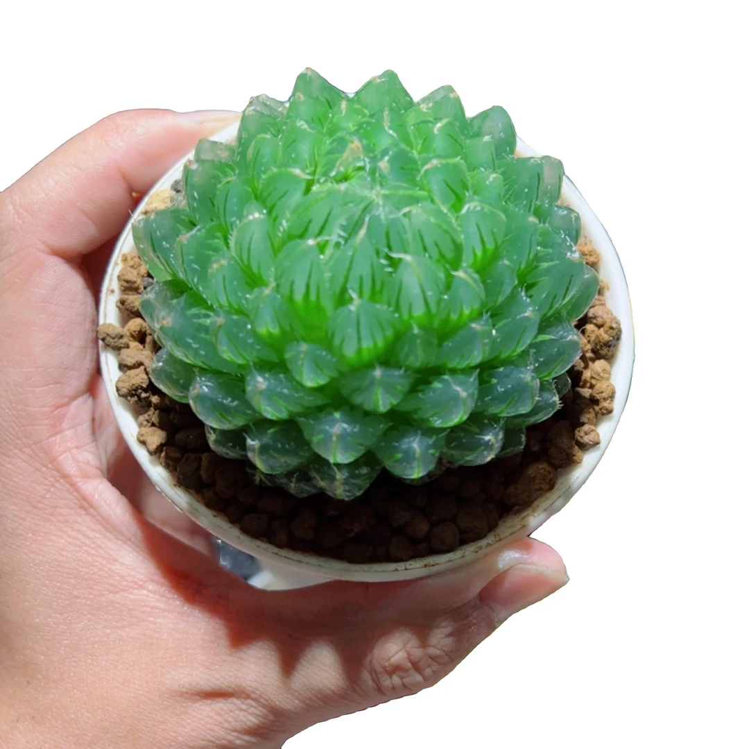 翠云玉露【满18包邮】