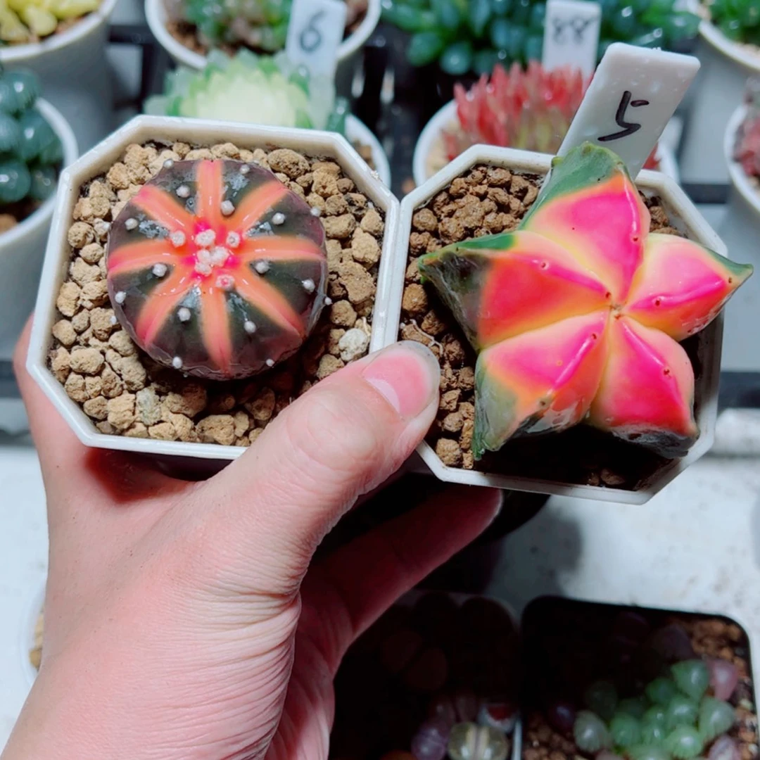 【闪购商品】红兜锦➕鸾凤玉锦
