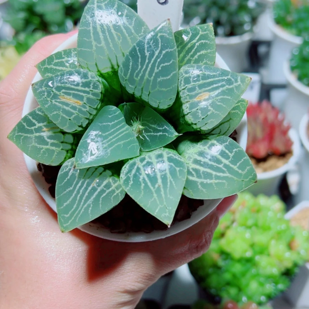 【闪购商品】水晶康平