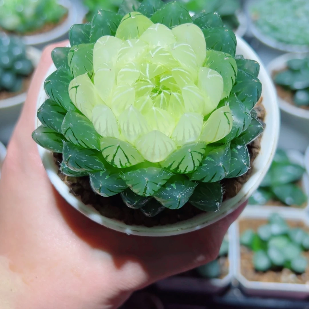 【闪购商品】宝莲灯