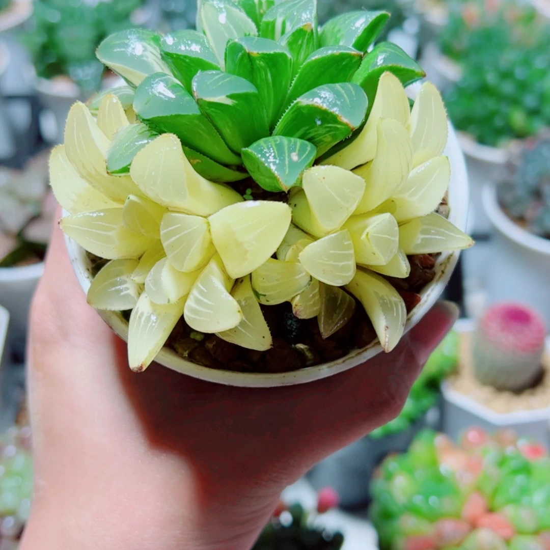 【闪购商品】手捧花姬寿锦