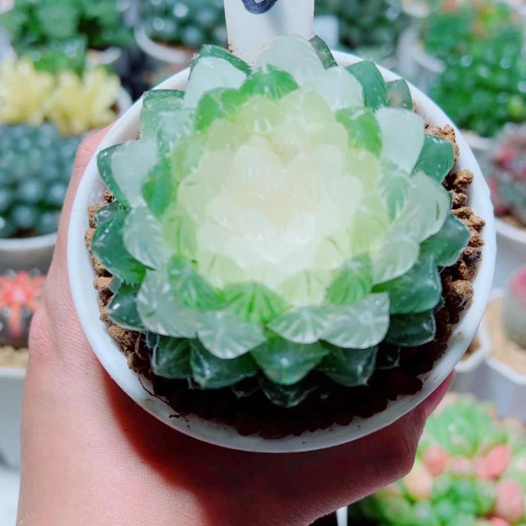 【闪购商品】白莲花