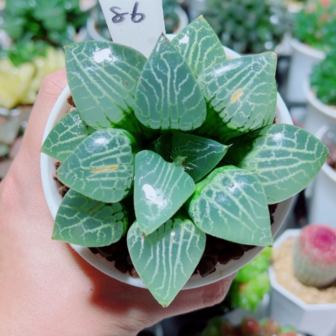 【闪购商品】水晶康平