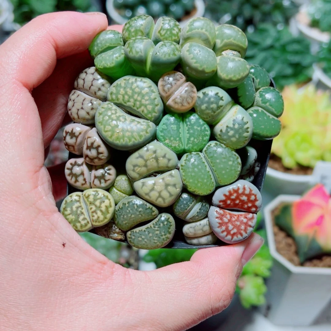 【闪购商品】母本生石花