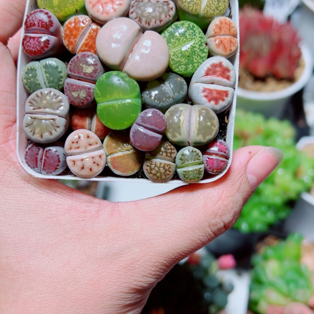 【闪购商品】彩拼生石花