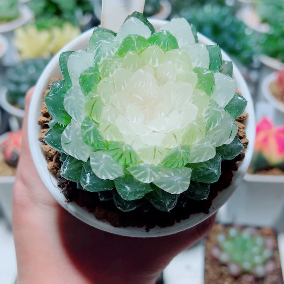 【闪购商品】白莲花