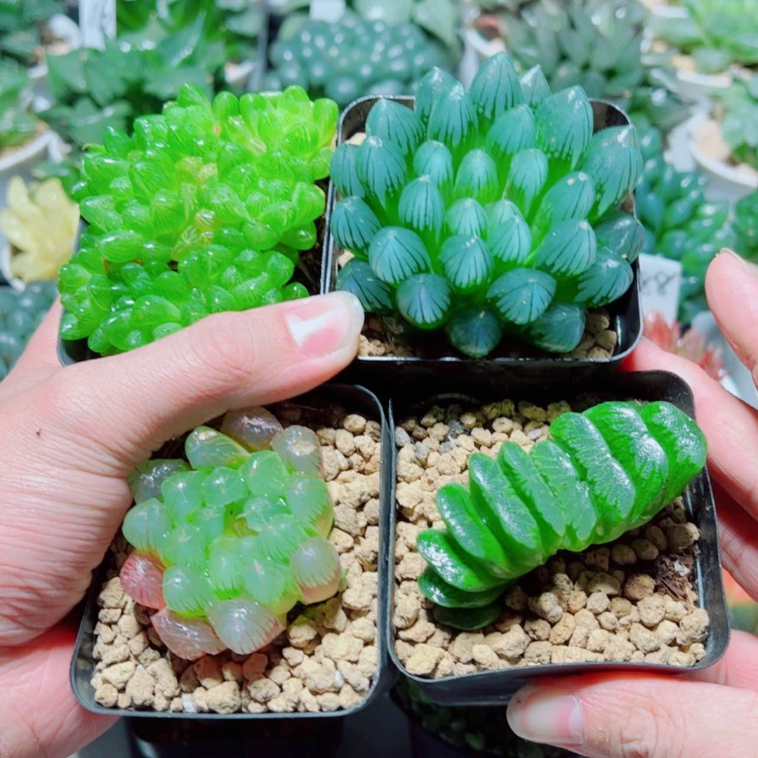 【闪购商品】4盆套餐