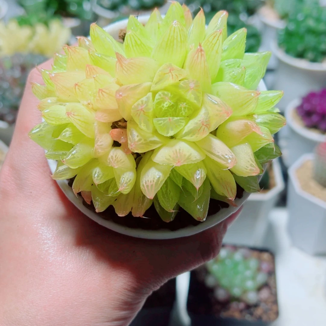 【闪购商品】手捧花黄金菊