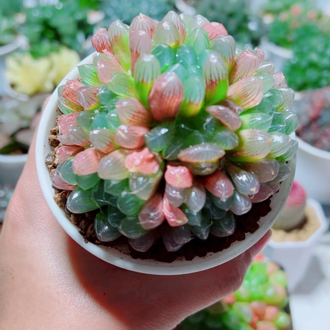【闪购商品】手捧花彩虹玉露