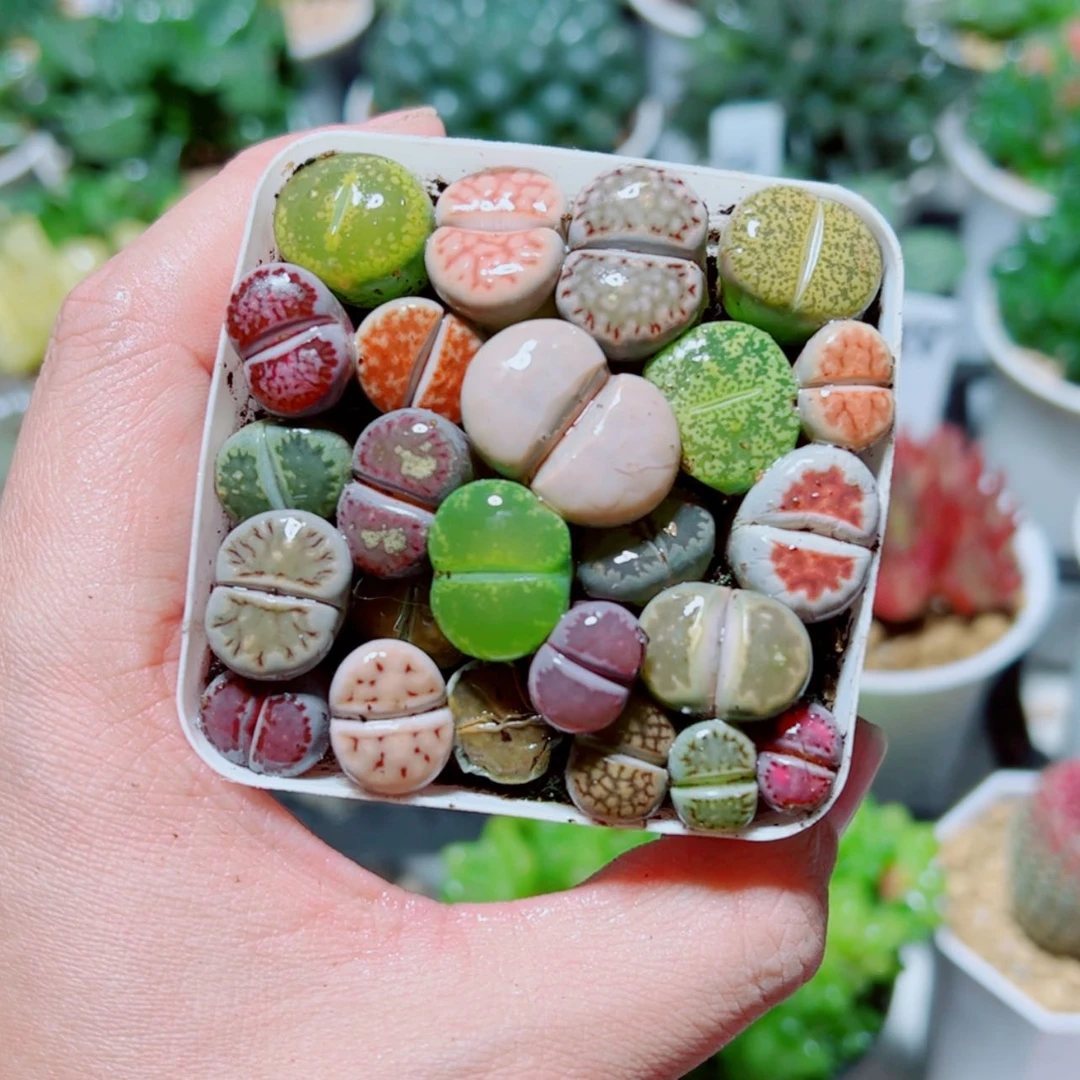 【闪购商品】彩拼生石花