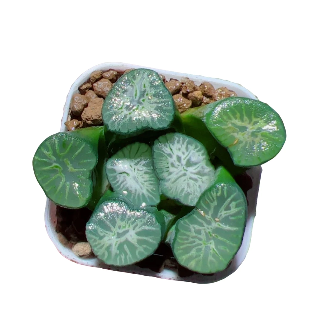 一代翡翠龙万象【满18包邮】