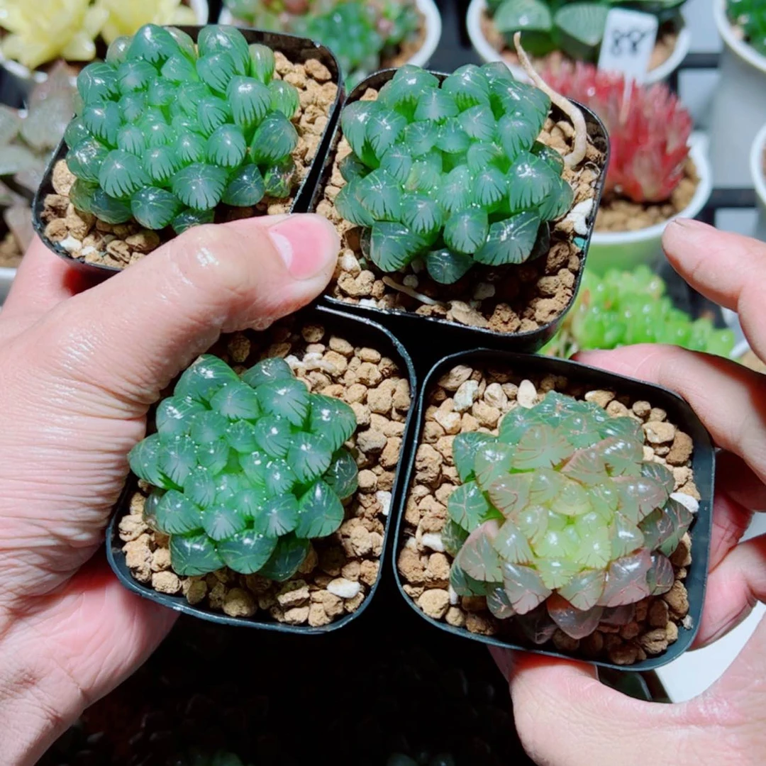 【闪购商品】4颗小叶冰灯