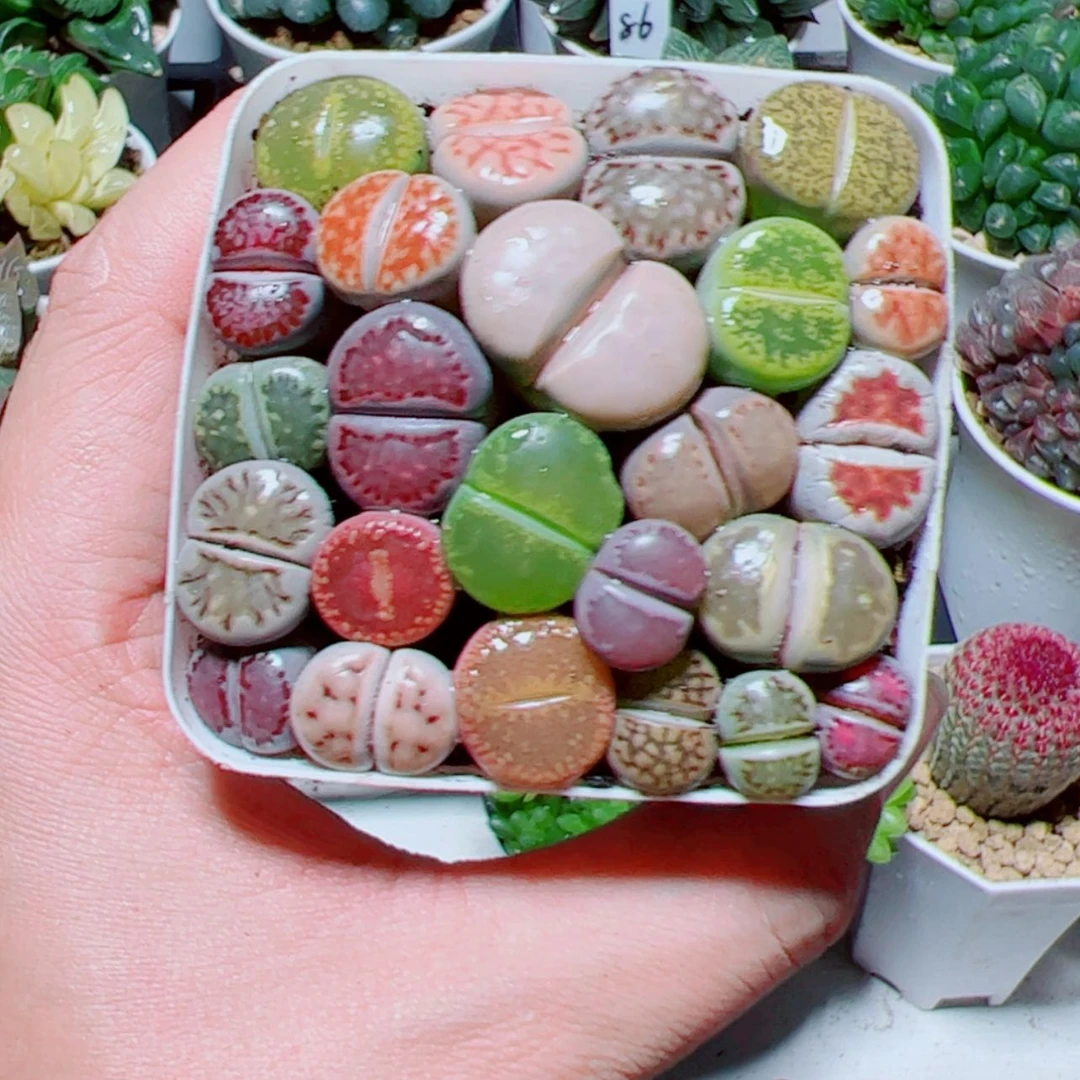 【闪购商品】彩拼生石花