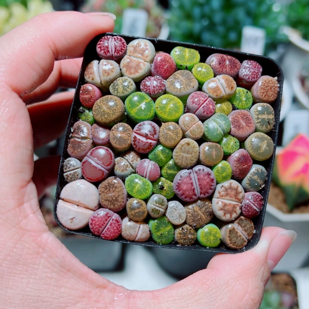 【闪购商品】彩拼生石花