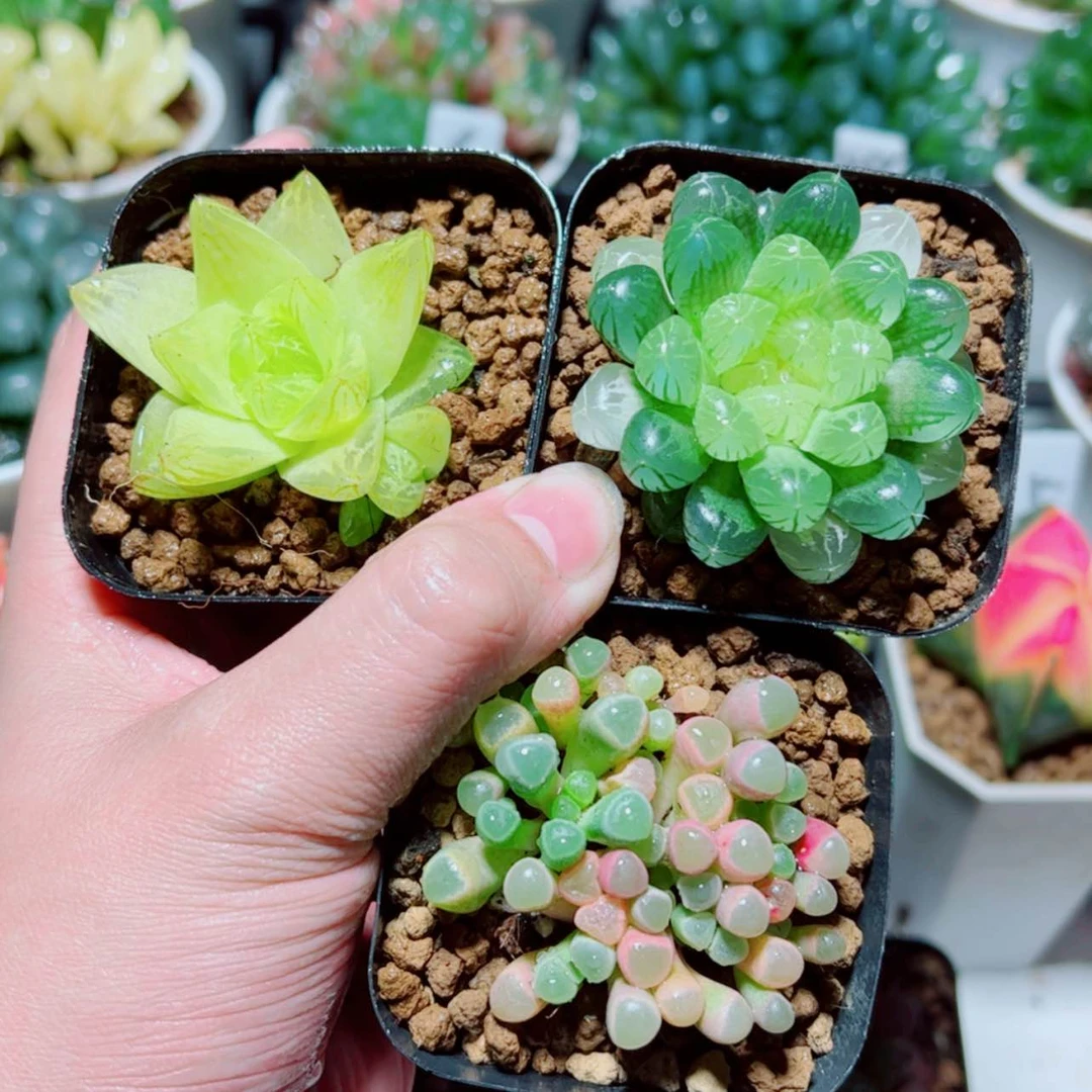 【闪购商品】黄金菊➕琥珀玉露➕五十铃玉
