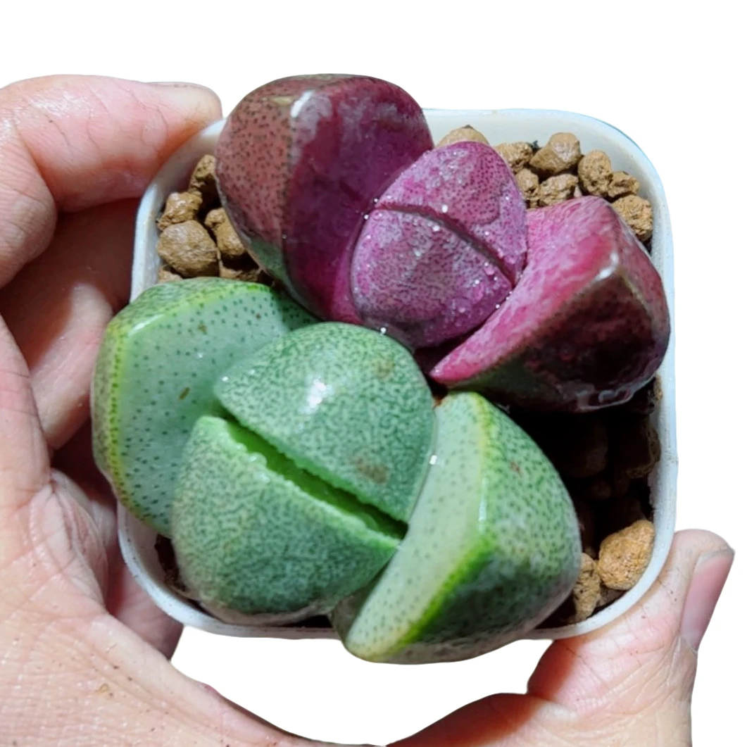 绿元宝+紫元宝【满18包邮】