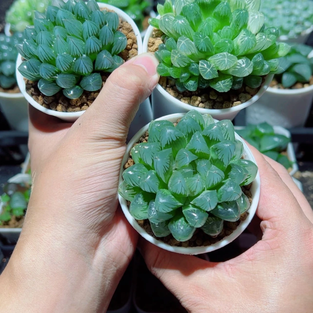 【闪购商品】黑姬➕琥珀➕大头