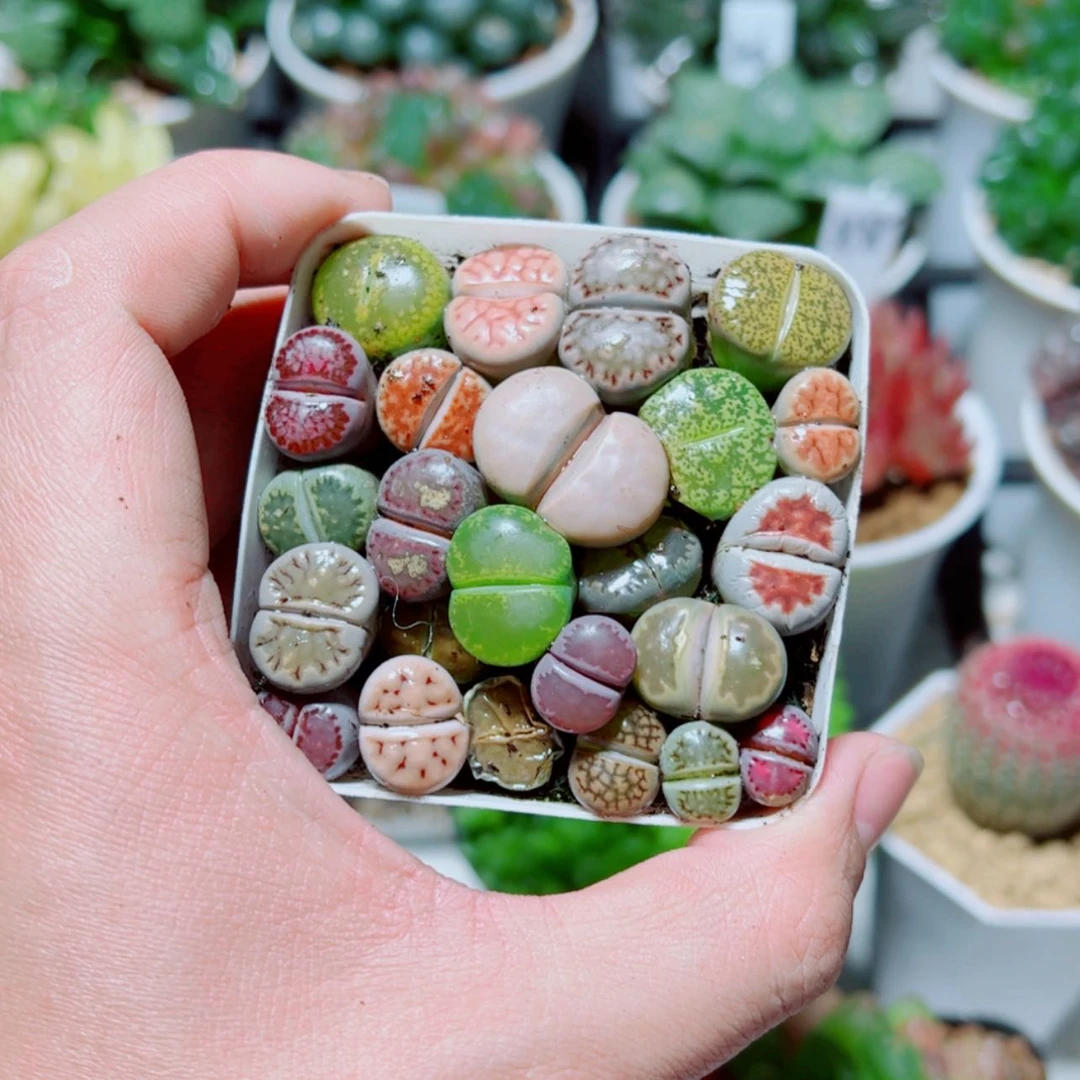 【闪购商品】彩拼生石花