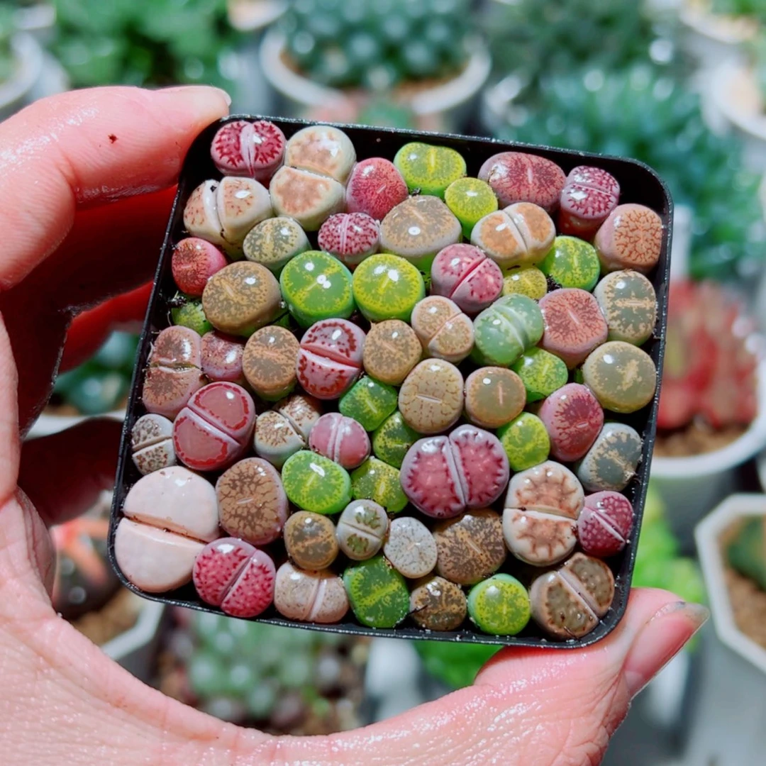 【闪购商品】彩拼生石花