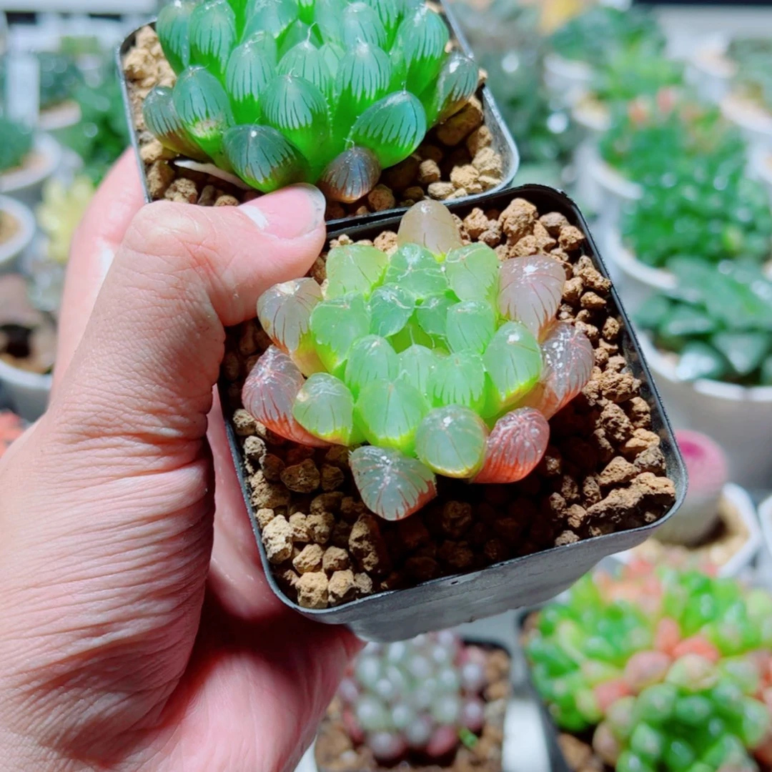 【闪购商品】冰丝玉露