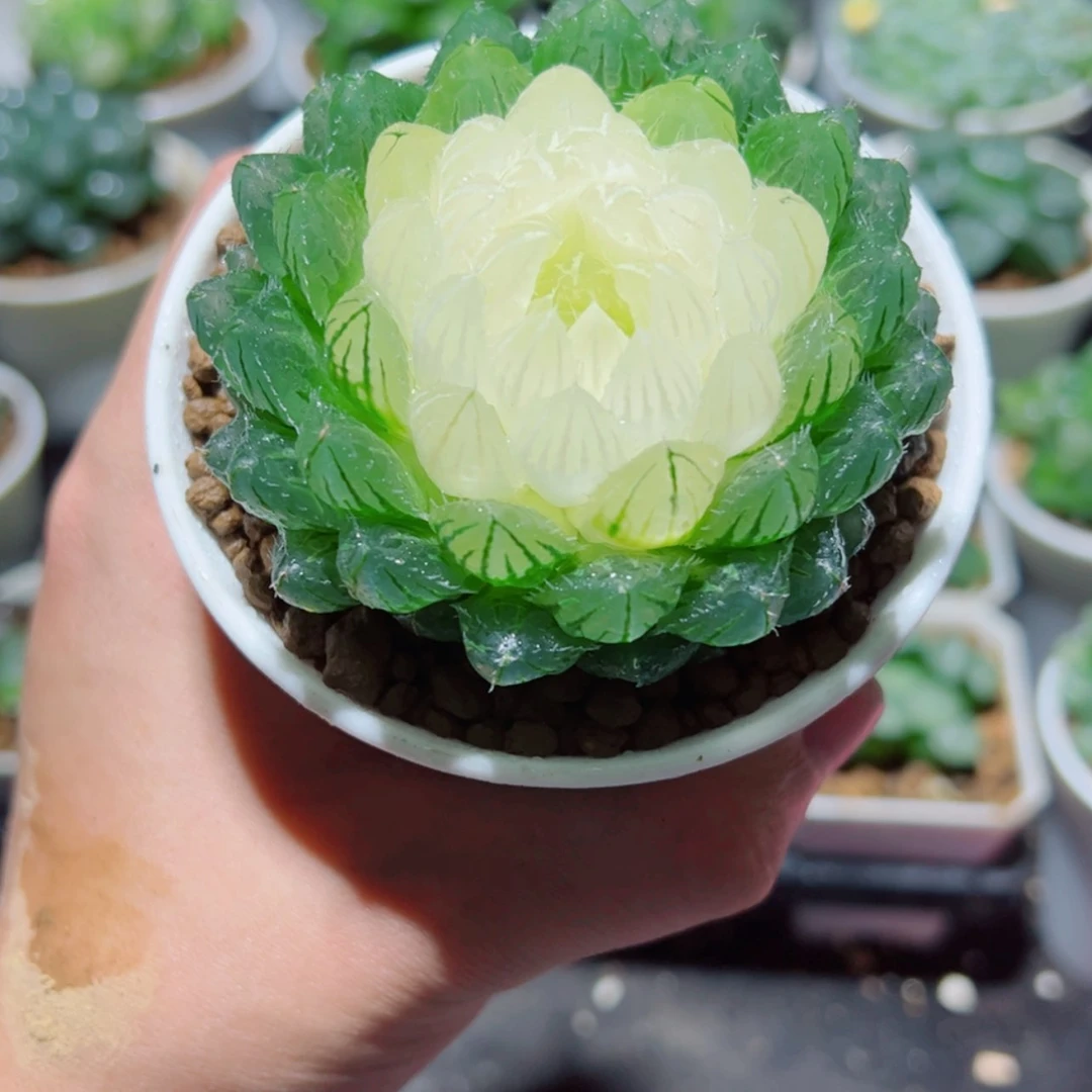 【闪购商品】宝莲灯