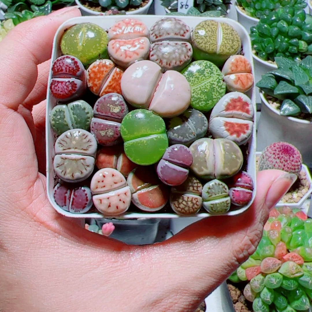 【闪购商品】彩拼生石花