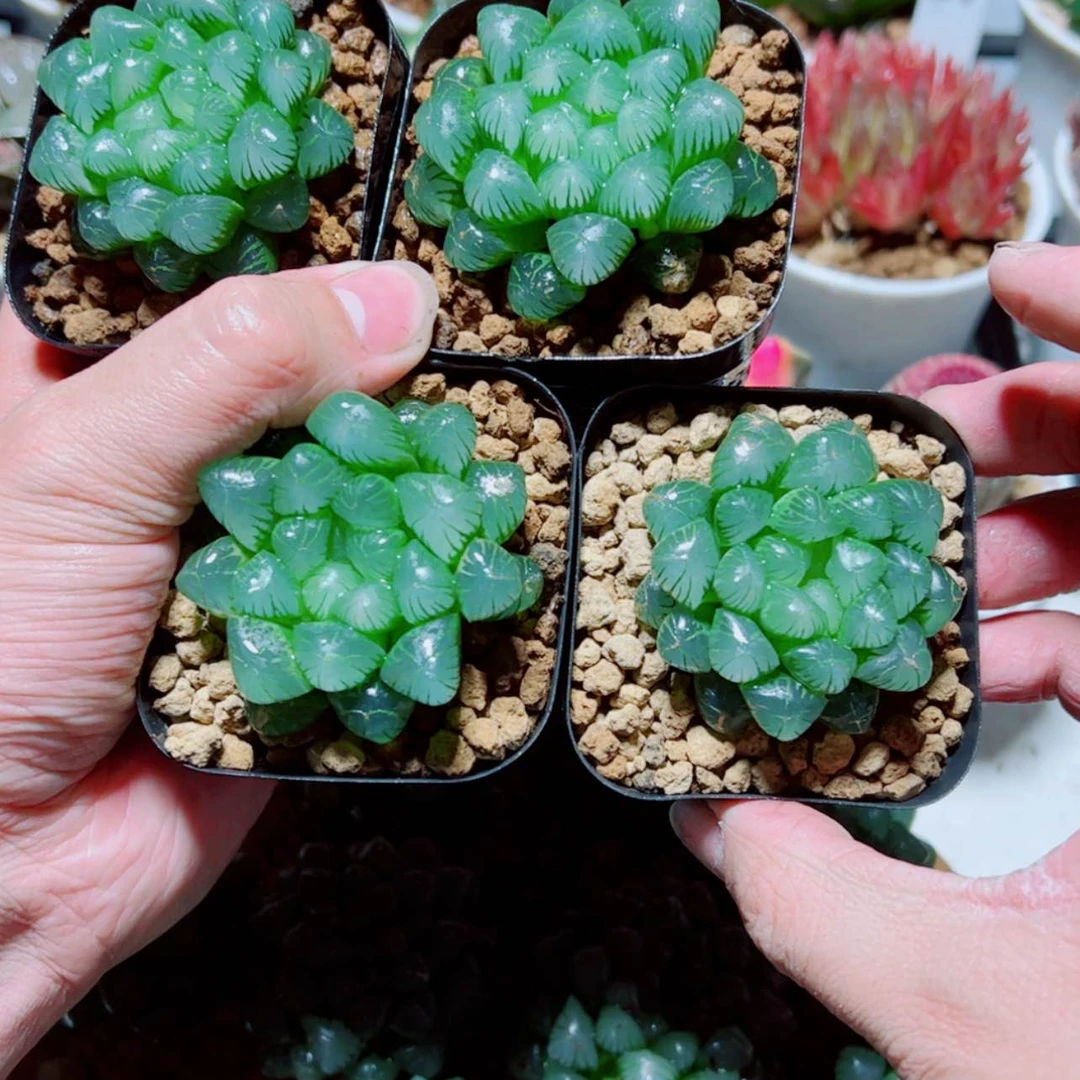 【闪购商品】4盆小叶冰灯