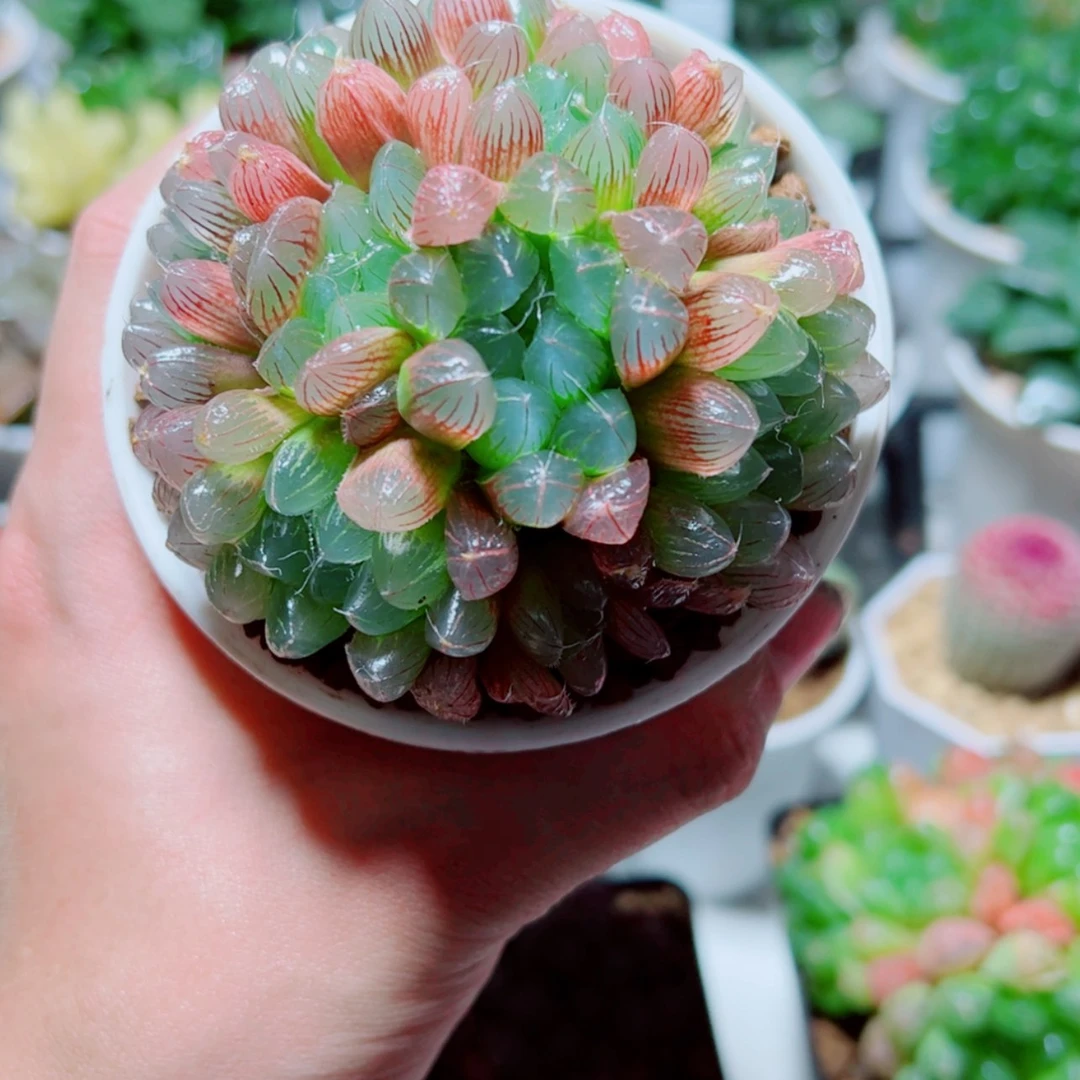 【闪购商品】手捧花彩虹玉露
