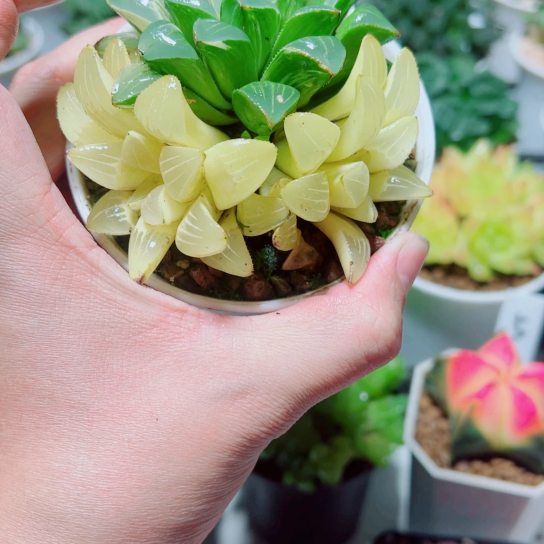【闪购商品】手捧花姬寿锦