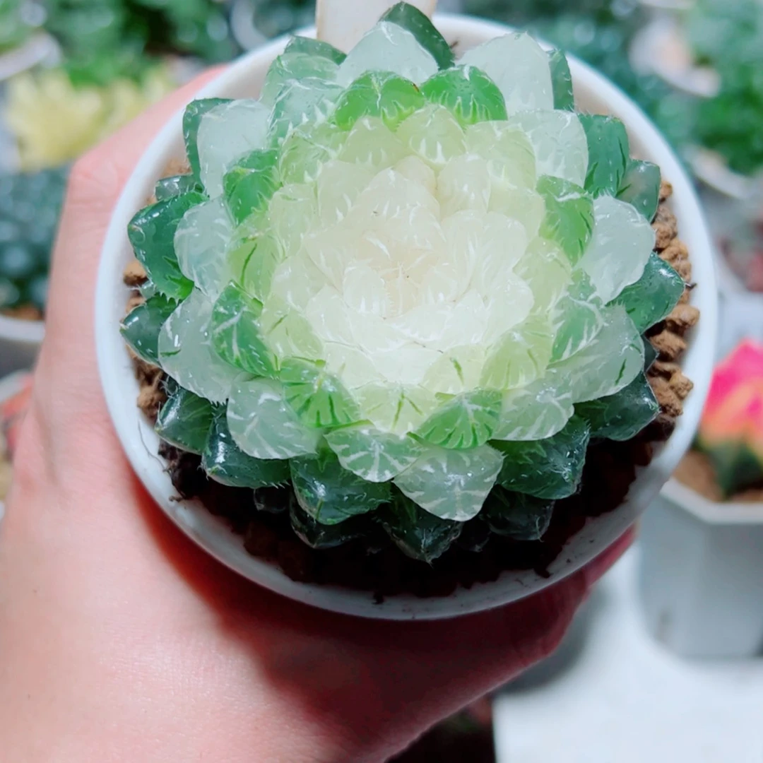 【闪购商品】白莲花
