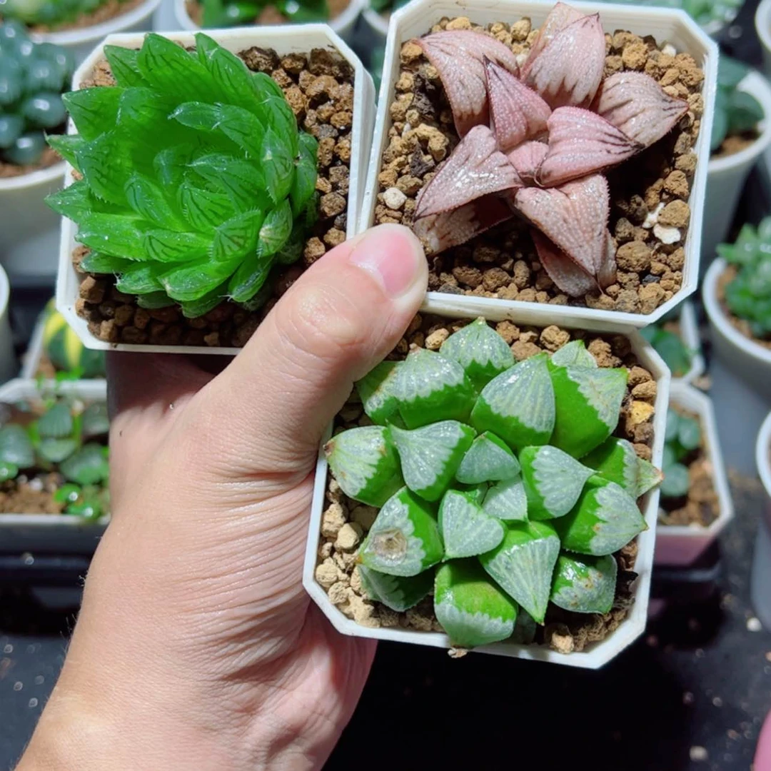 【闪购商品】樱水晶➕皇妃➕白夜