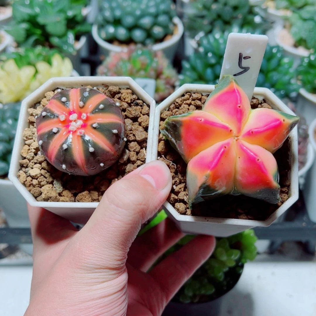 【闪购商品】星兜锦➕鸾凤玉锦