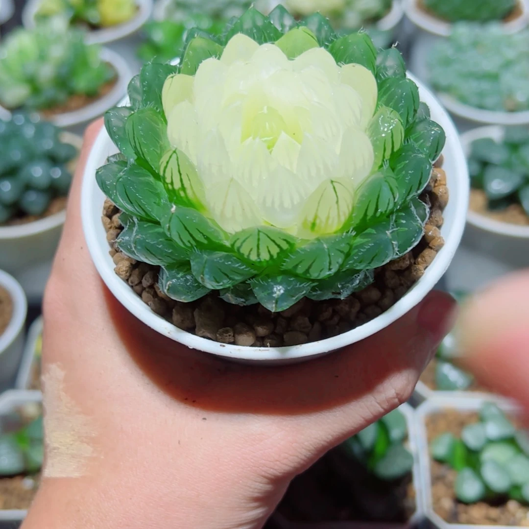 【闪购商品】宝莲灯