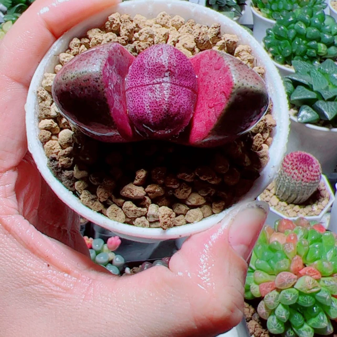 【闪购商品】紫元宝