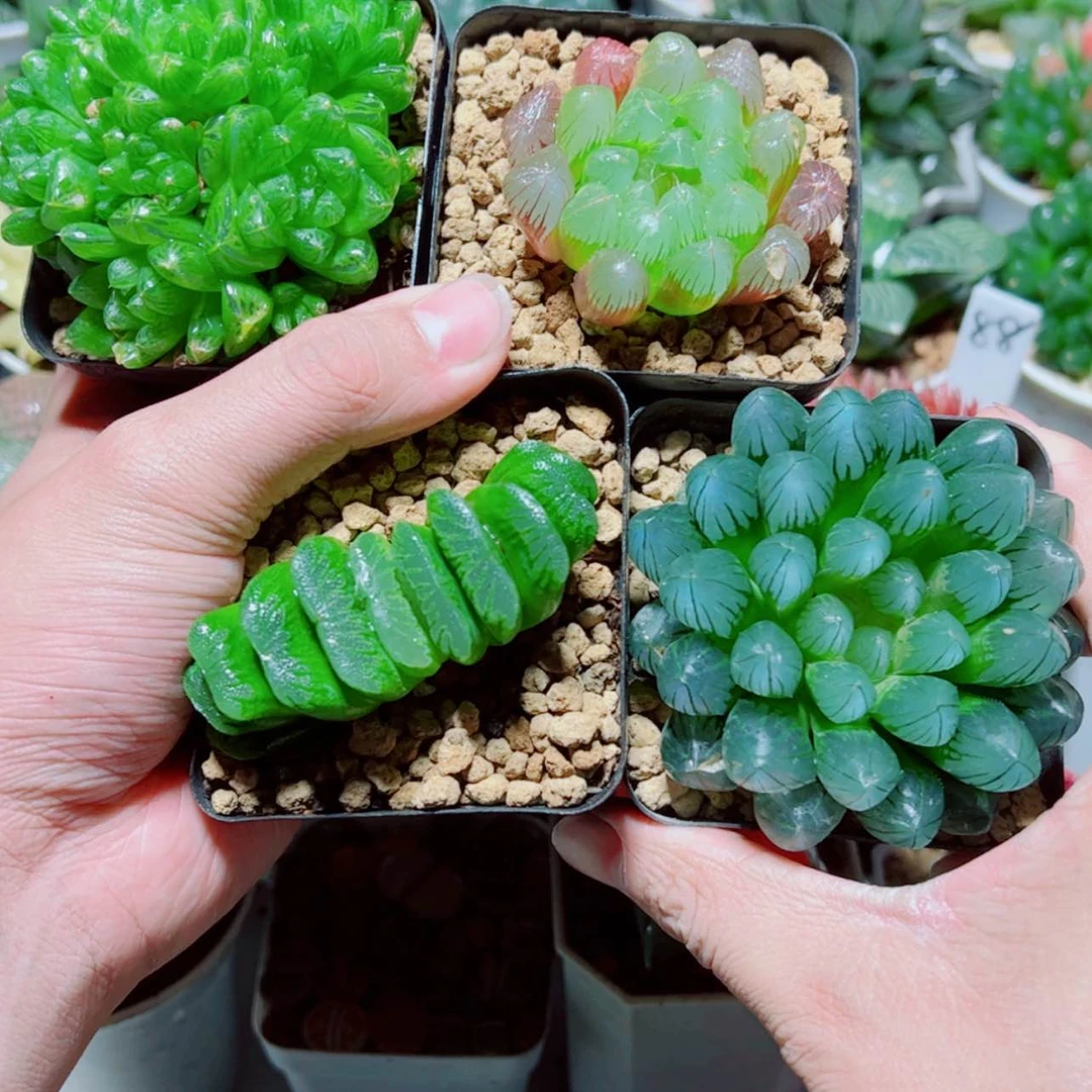 【闪购商品】4盆套餐组合
