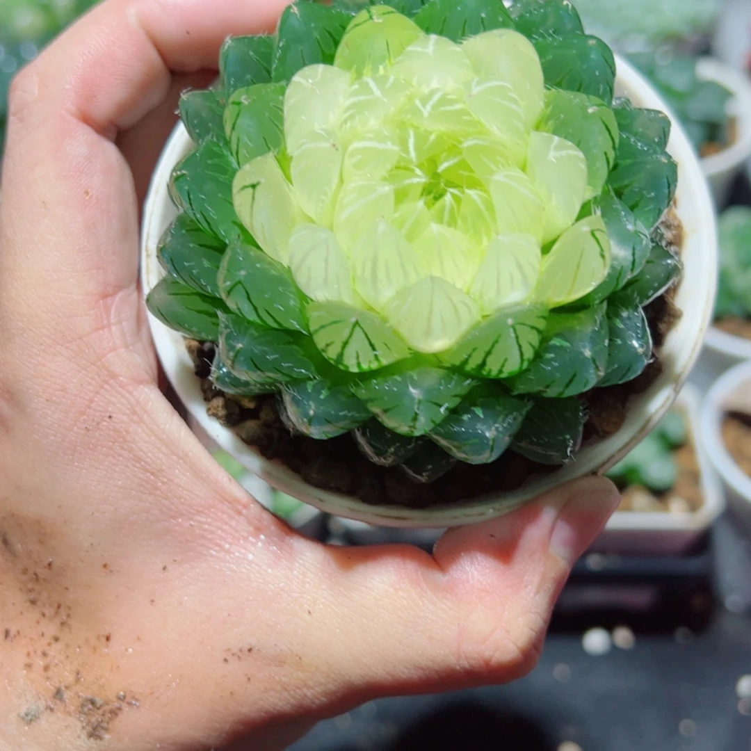 【闪购商品】宝莲灯