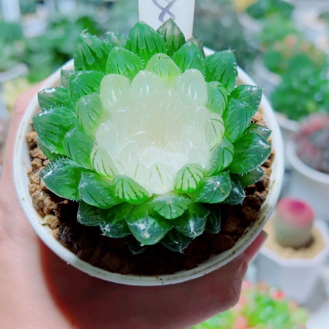 【闪购商品】宝莲灯