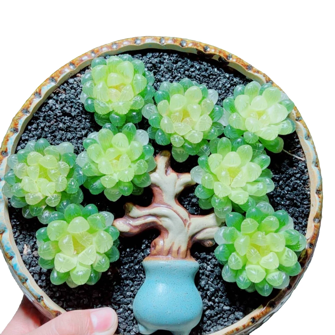 【琥珀玉露】十二卷新手好养多肉植物根系带土原盆栽培种植拍下发货