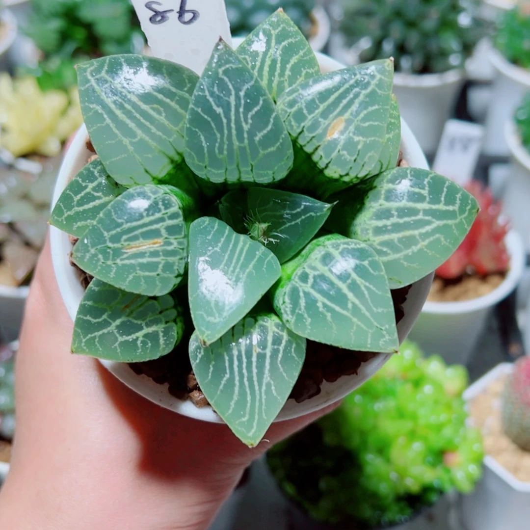 【闪购商品】水晶康平