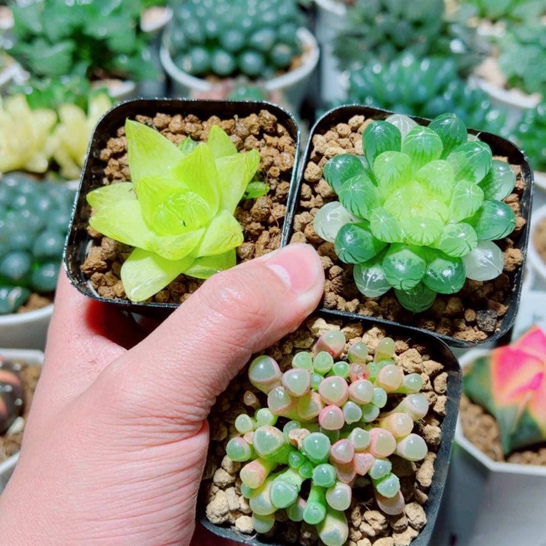 【闪购商品】黄金菊➕琥珀➕五十铃玉