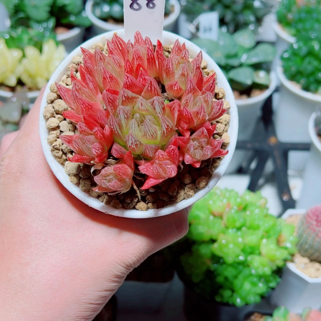 【闪购商品】手捧花红色火焰