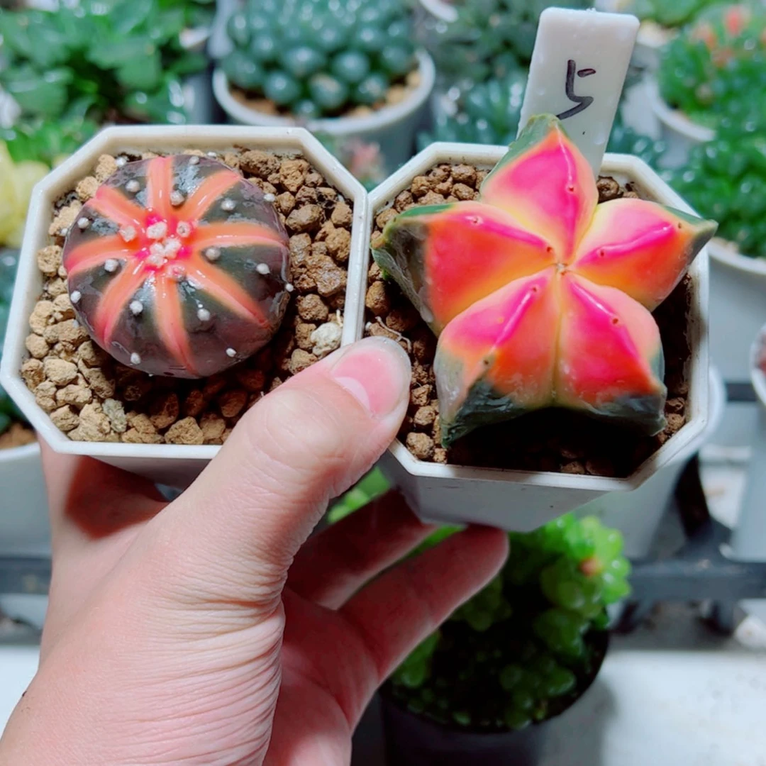 【闪购商品】红兜锦➕鸾凤玉锦